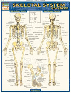 SKELETAL SYSTEM ADVANCED